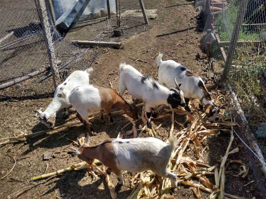 Холандски мини козички