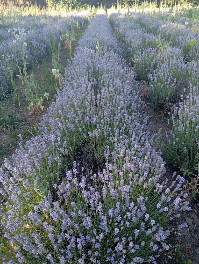 Vand tufe de lavanda Angustifolia