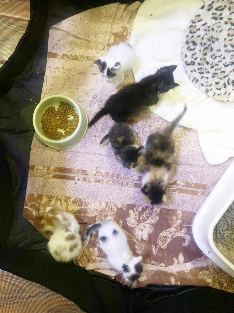 Котята разные красивые