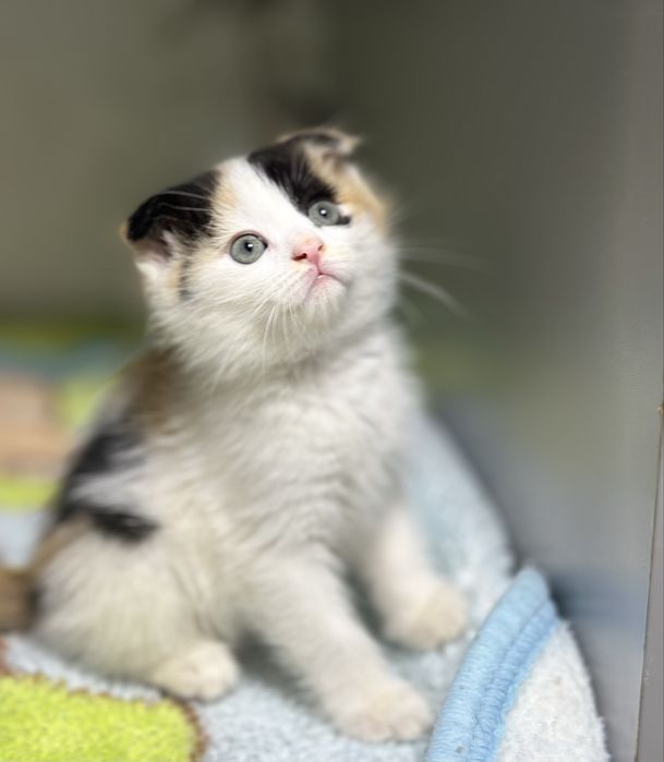 Продаеться девочка