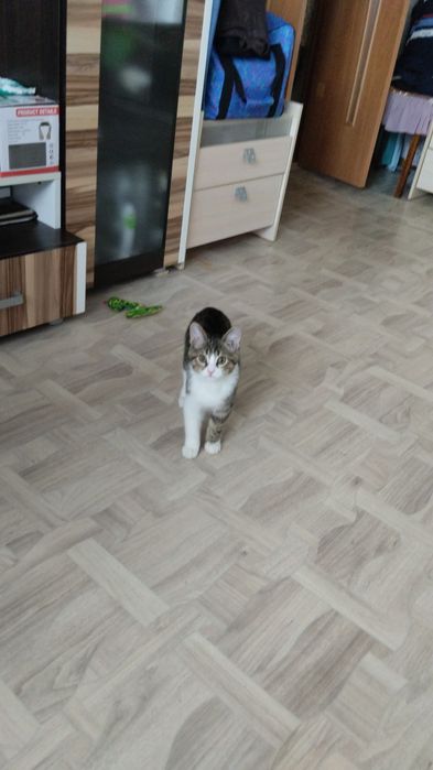 Отдам в хорошие руки котенка