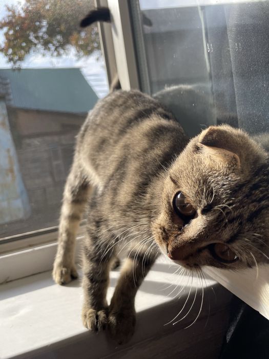 Котенок в добрые руки