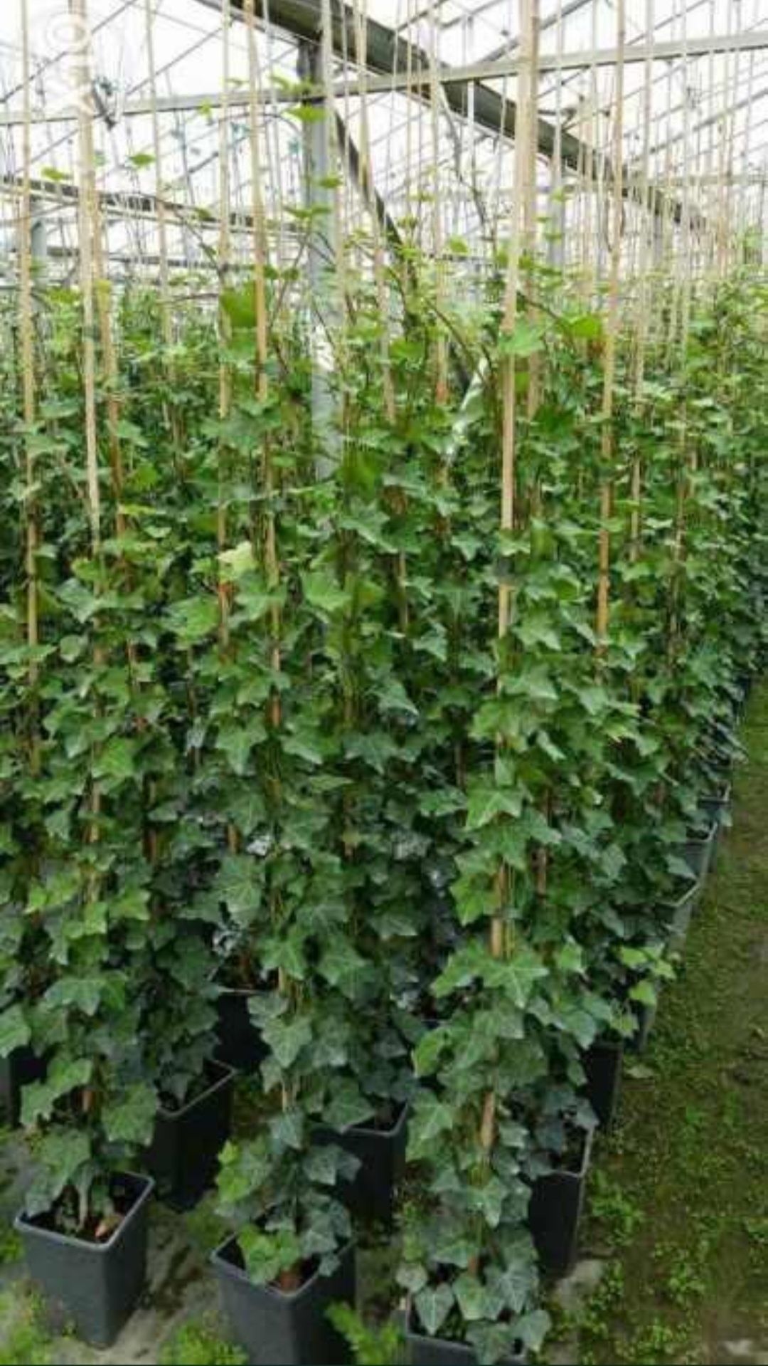 Puieti de iedera ( HEDERA HELIX) la pret de producator +alte specii