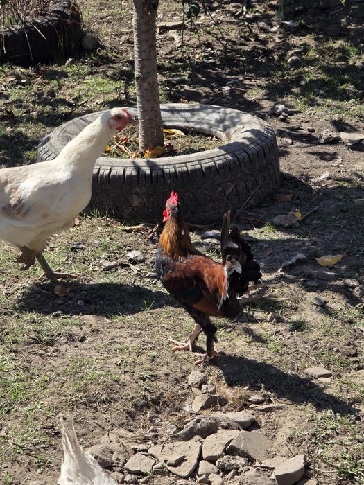 Cocos american  pitici