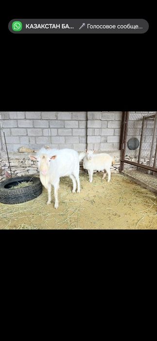 Зайен текеси таза канды сатылады  болмаса аренда бериледи