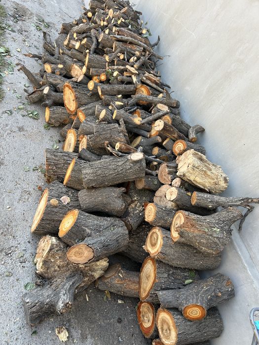 Продается дрова урюк