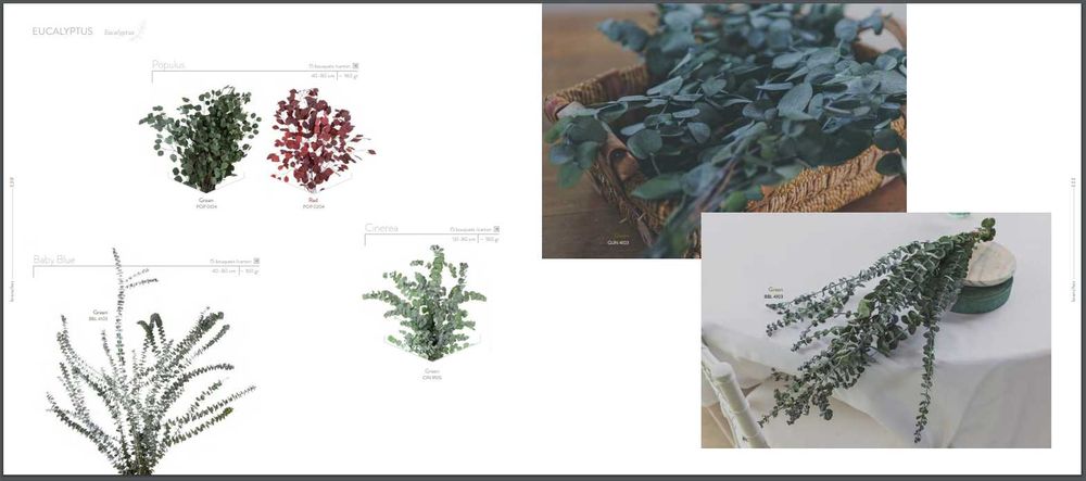 Plante stabilizate ,pentru decor tablouri si pereti vegetali
