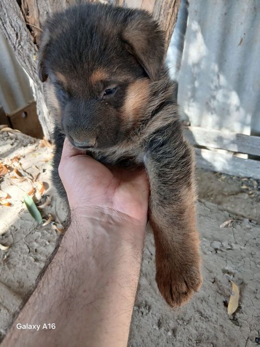 Немецкие овчарка