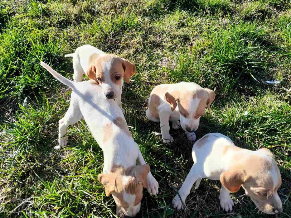 Продават се малки Пойнтери