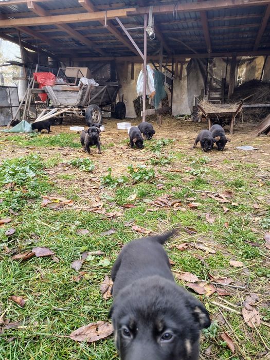 Căței ciobănești spre adopție