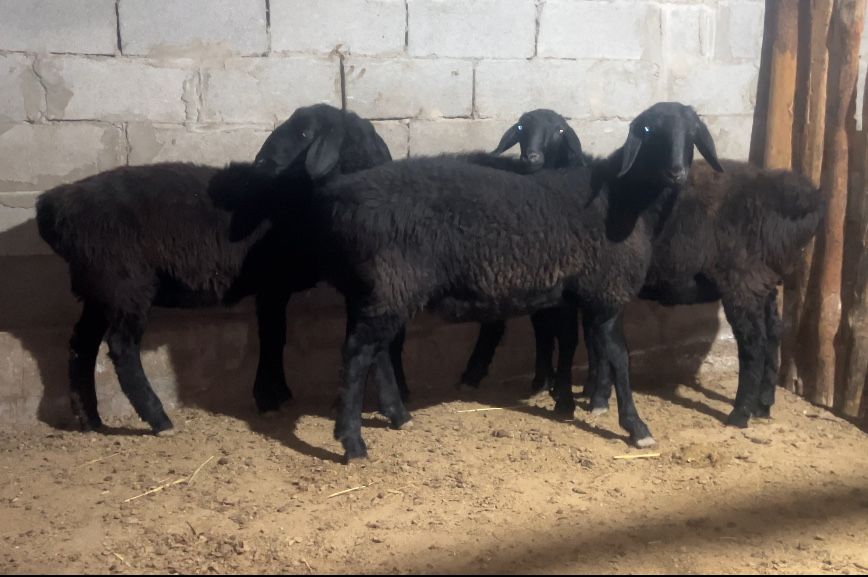 Семіз  - тоқтылар сатылады