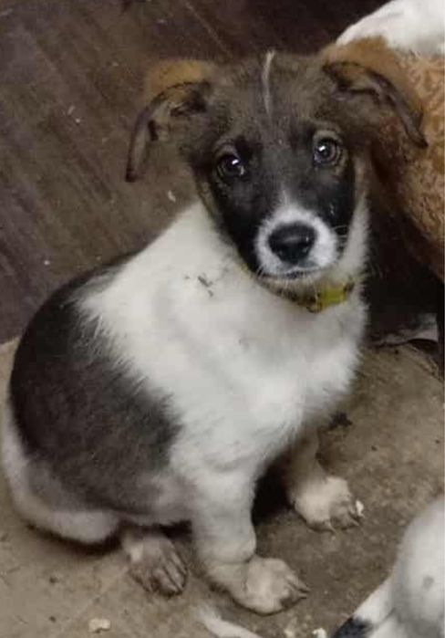 Женско кученце търси дом