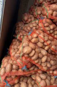 Vând cartofi alb roz diferite soiuri