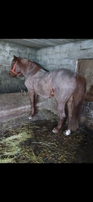 Cal  de vanzare 4500 de milioane negociabil