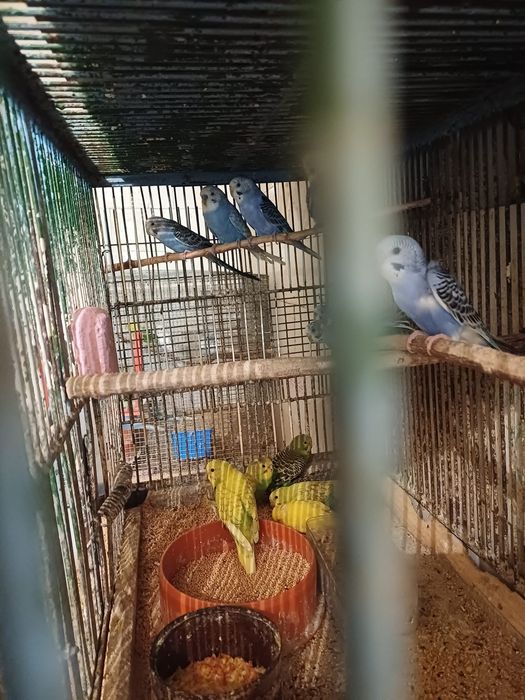 Peruși masculi și femele și pui
