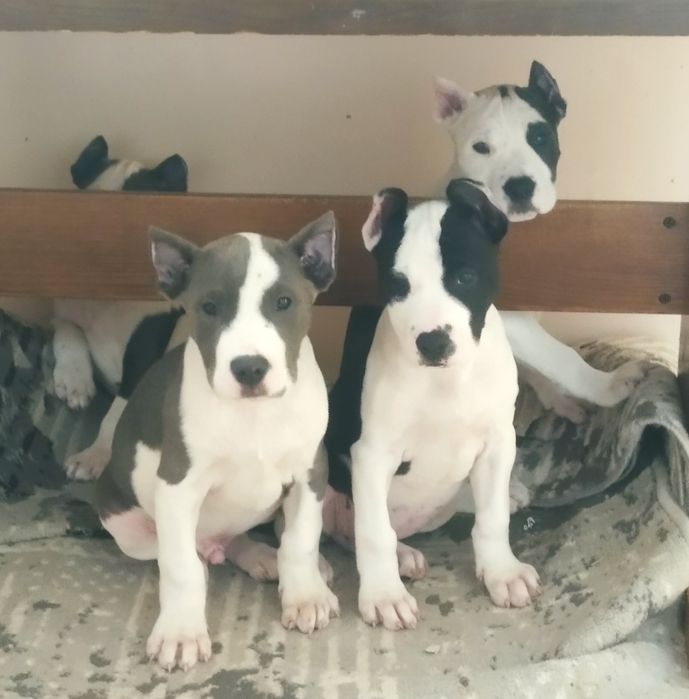 Шеночки американский пит бул