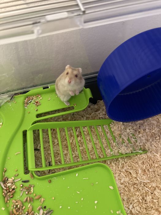 donez hamster cu cusca