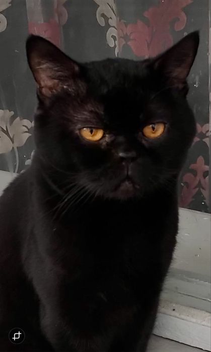 Отдам котика в хорошие руки!