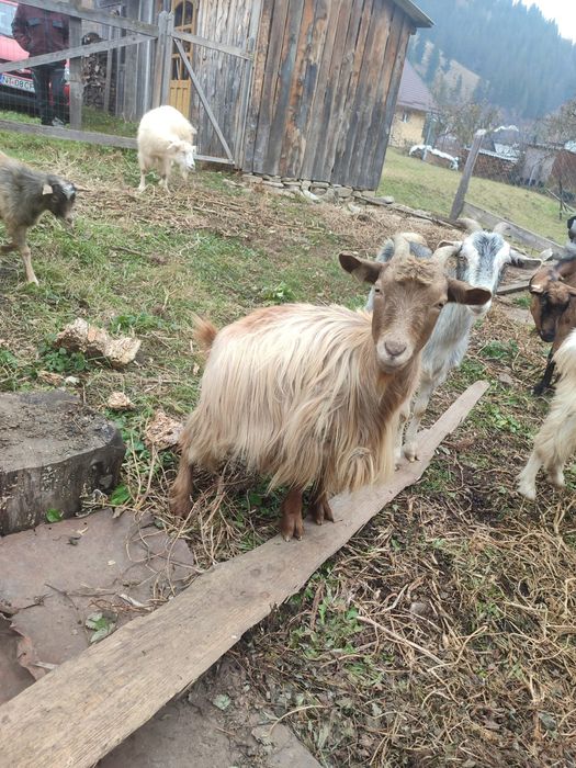 Vând un țap și o capra