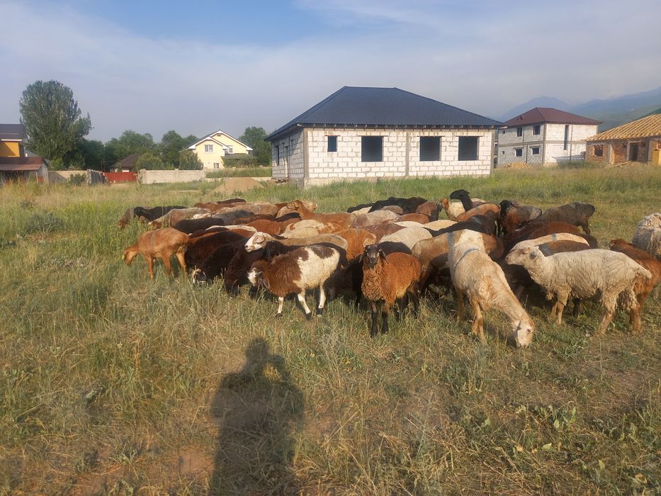 Козы. токты. кой сатылады. отборный бараны.