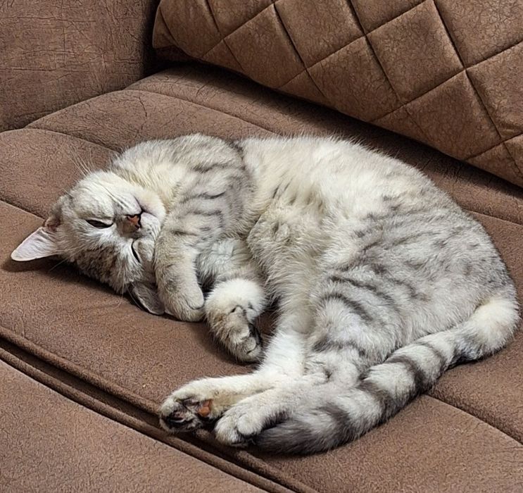 Продаётся Котёнок Британской серебристой Шиншилла.