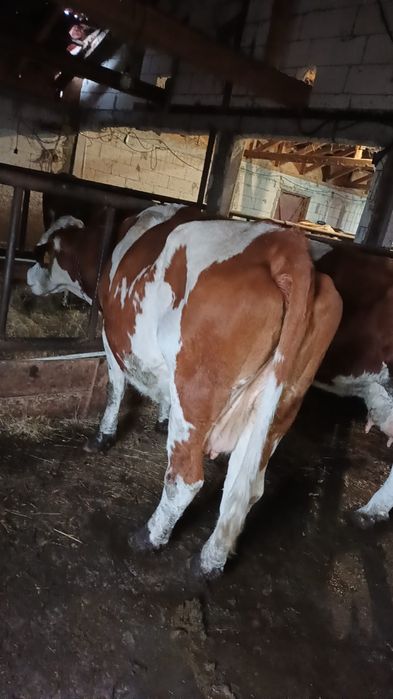 Vând vaca bălțată românească