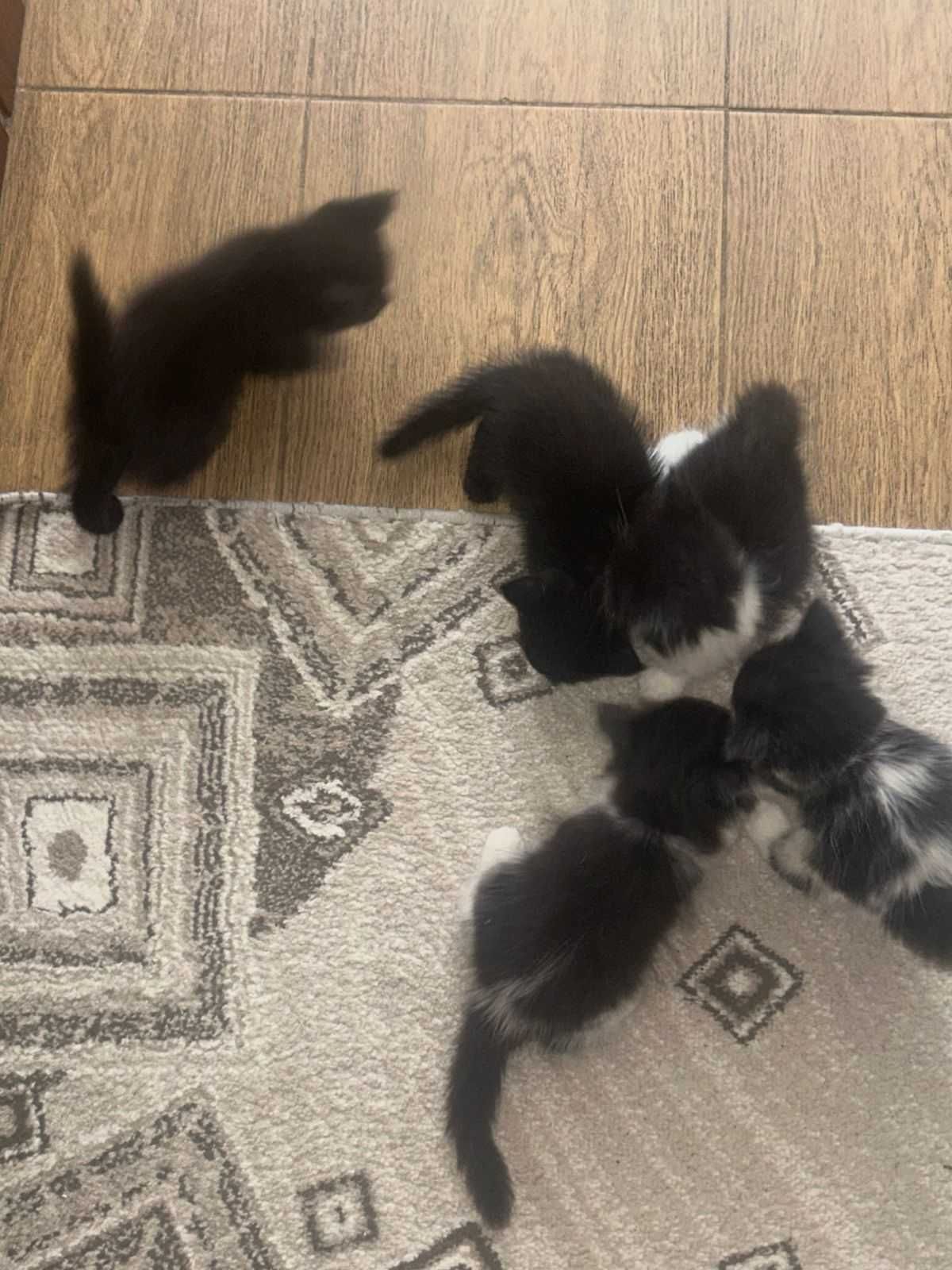 Котята бесплатно