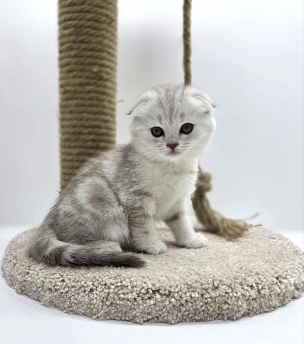 висЛоуХие КотяТа ШотЛанДскиЕ