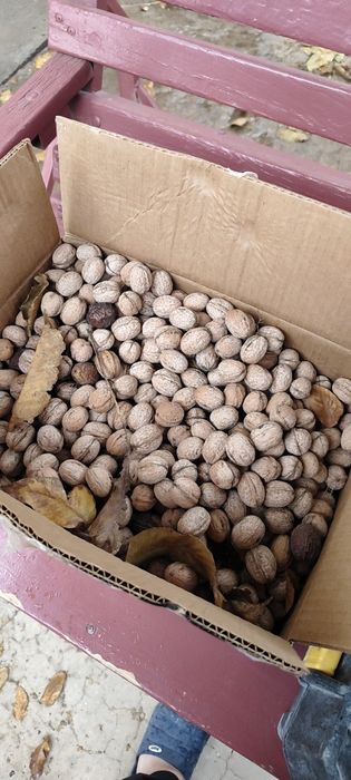 Продам орех домашний, не горький.