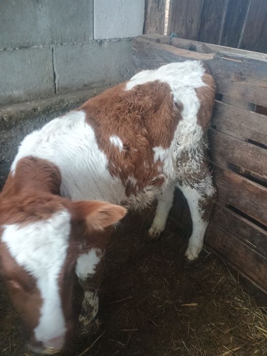 De vânzare doi viței masculi