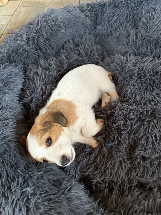 Donez 2 cățeluși unor iubitori de animale