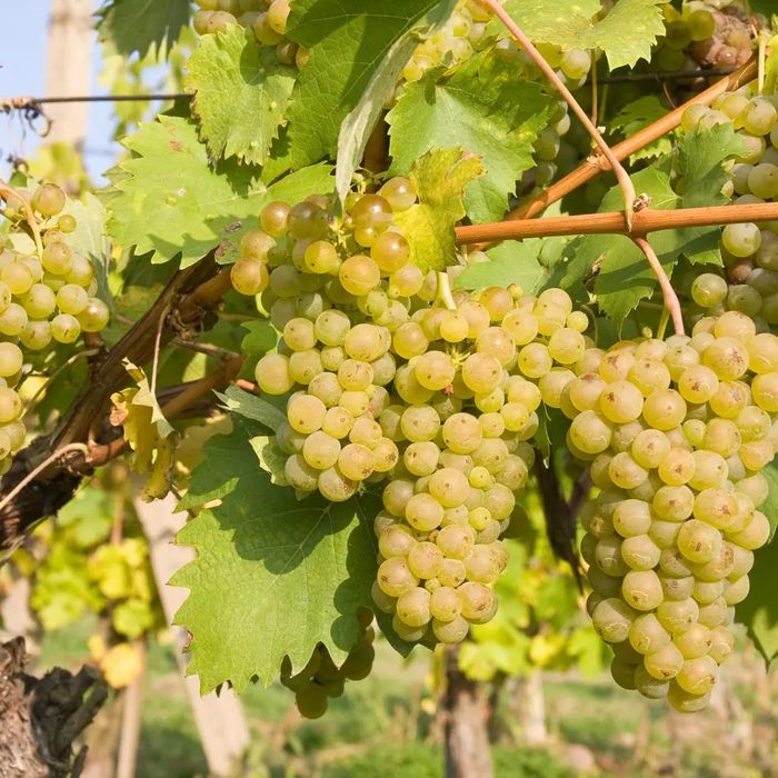 Vita De Vie Altoită (DE VIN )