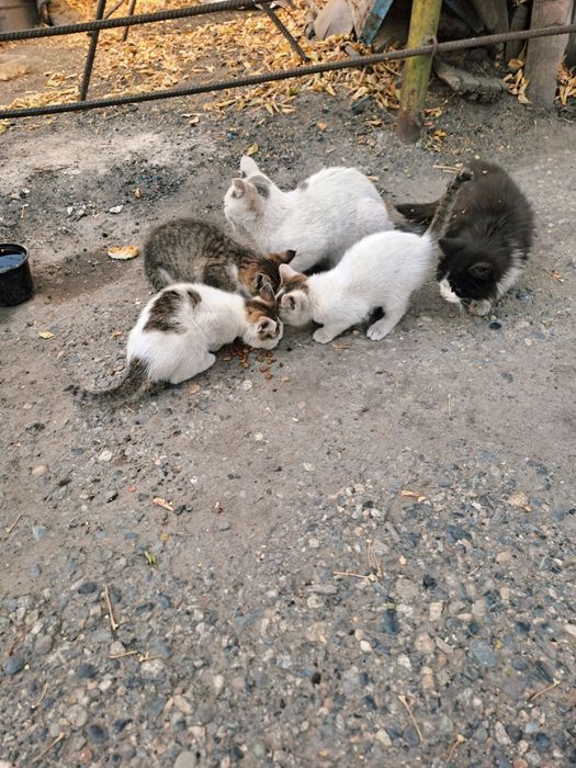 Кошка с котятами