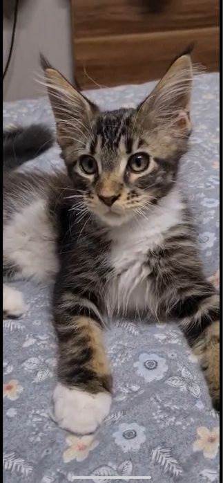 Продам котенка Мейн-Кун