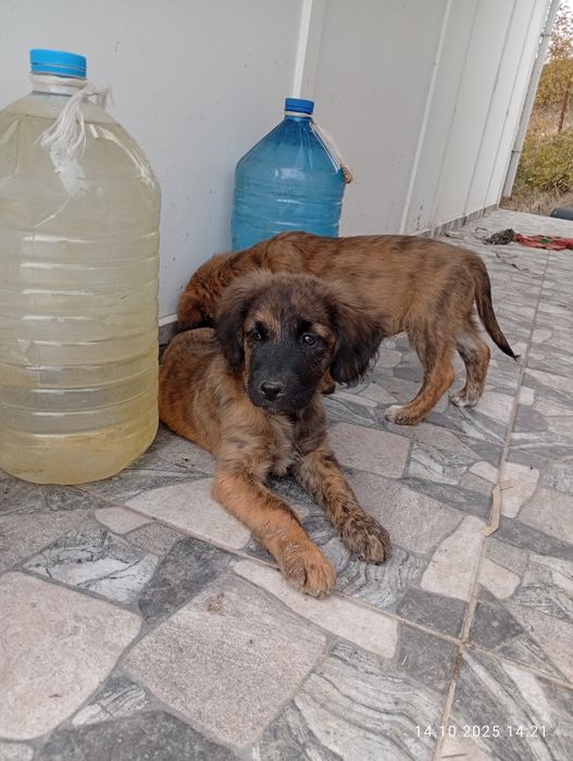 Подарявам  кученца, родени на 03.08.2025. Търсят добър дом!