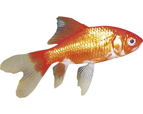 3 carasi aurii cu alb hornbach