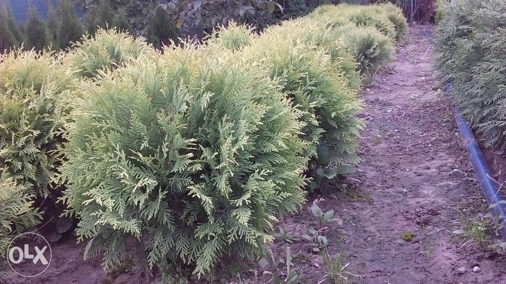 Tuia Globularis Aurea(glob galben)