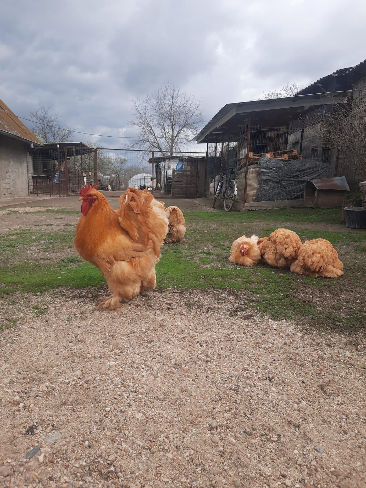 Vând familie cochinchina uriaș galben