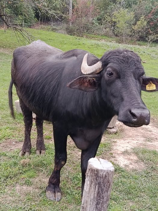 Ofer spre vânzare 2 bivolițe