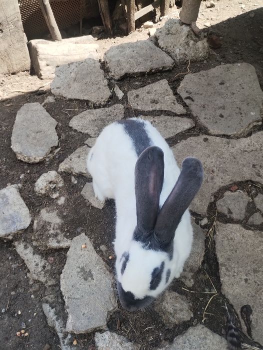 Vând femelă și mascul de fluture german