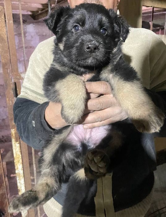 Продаётся щенки Немецкой Овчарки.