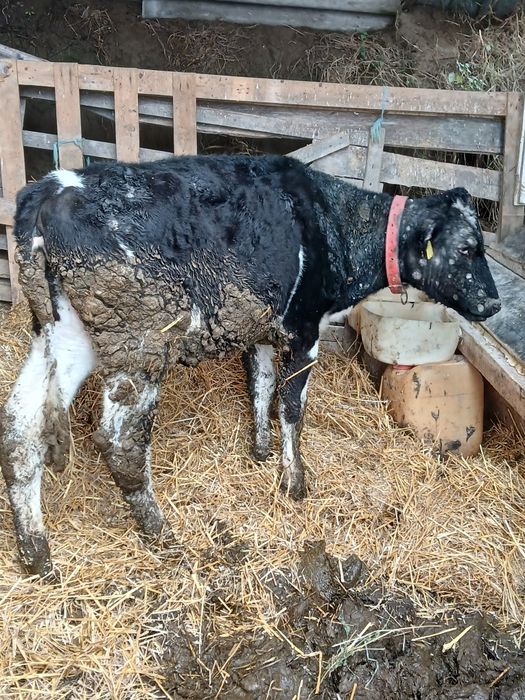 Vitea holstein de vanzare