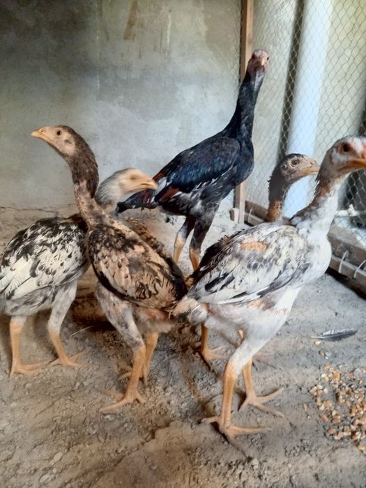 Dakan joʻja Xoʻroz va tovuqlar sotiladi