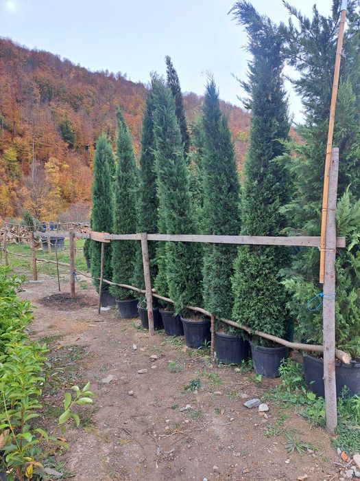 Brzai, mesteacan, copaci de vanzare