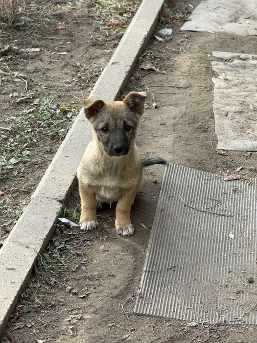 Отдам в добрые руки