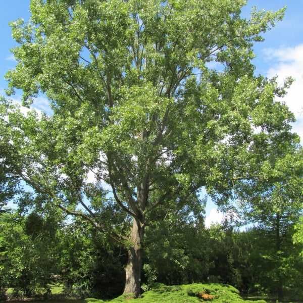 Plop canadian (Populus canadensis) 60-100 cm