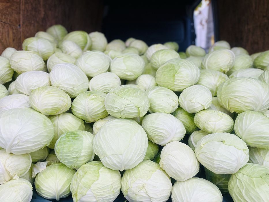 Vand varza din soiul Beverly hills