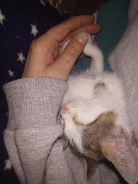 Нова Година БЕЗ СТРЕС от Пиратки Гледане на Кучета и Котки Къща с Двор