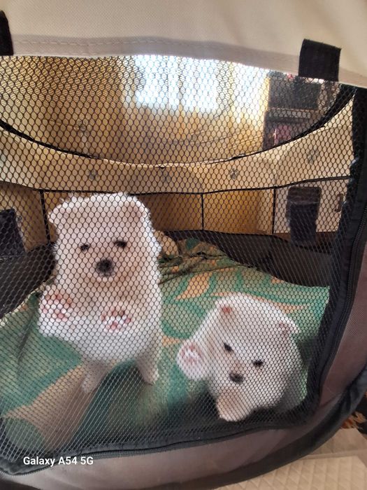 Померани  (мини шпиц)