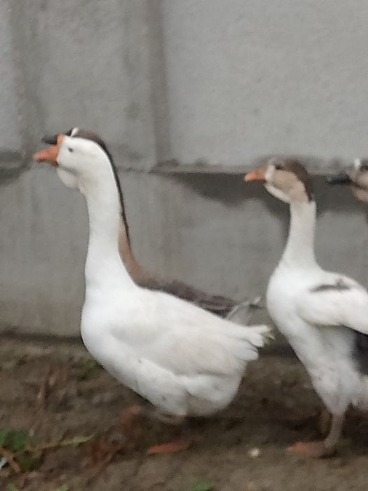 Gâște metis holmogor